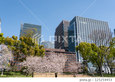 丸ノ内の高層ビルと満開の桜の風景 125259453