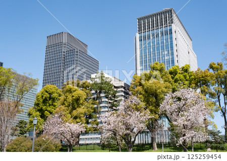丸ノ内の高層ビルと満開の桜の風景 125259454