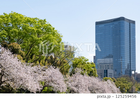 丸ノ内の高層ビルと満開の桜の風景 125259456