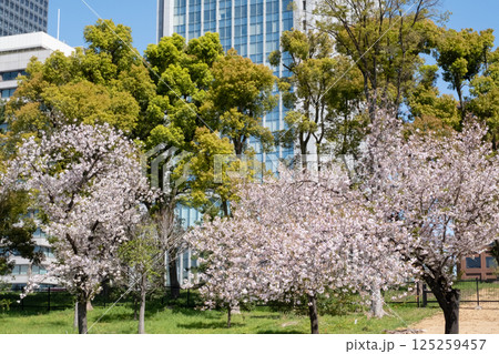 皇居前広場 満開の桜の風景 125259457
