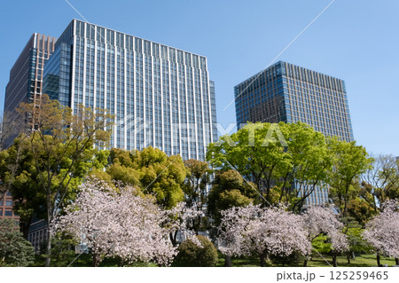 丸ノ内の高層ビルと満開の桜の風景 125259465