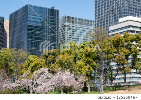 丸ノ内の高層ビルと満開の桜の風景 丸ノ内の高層ビルと満開の桜の風景 125259467