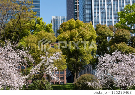 皇居前広場 満開の桜の風景 皇居前広場 満開の桜の風景 125259468