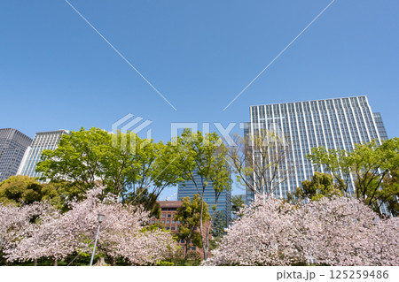 丸ノ内の高層ビルと満開の桜の風景 丸ノ内の高層ビルと満開の桜の風景 125259486
