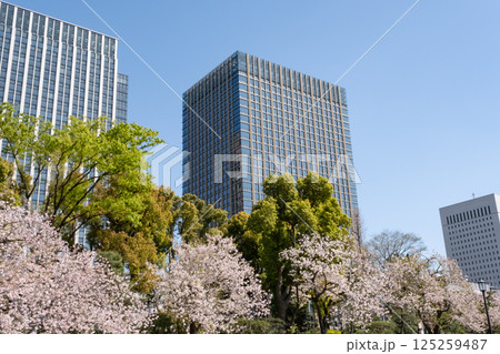丸ノ内の高層ビルと満開の桜の風景 125259487