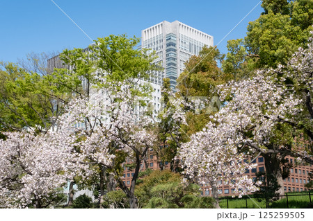丸ノ内の高層ビルと満開の桜の風景 丸ノ内の高層ビルと満開の桜の風景 125259505