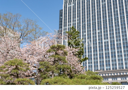 丸ノ内の高層ビル 松の木と満開の桜の風景 125259527