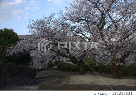 大森貝塚と桜 125259531