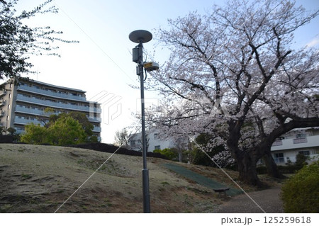 大森貝塚と桜 125259618