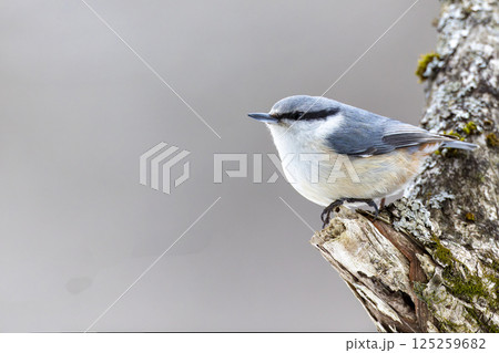 木の枝にとまるゴジュウカラ 木の枝にとまるゴジュウカラ 125259682