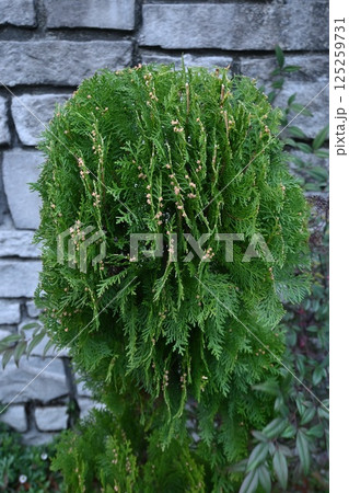 コノテガシワの花・球花・雌球花 125259731