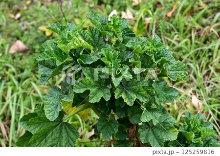 ウサギアオイの花・兎葵・薬効あり ウサギアオイの花・兎葵・薬効あり 125259816
