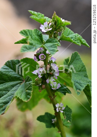 ウサギアオイの花・兎葵・薬効あり ウサギアオイの花・兎葵・薬効あり 125259818