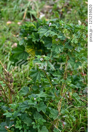 ウサギアオイの花・兎葵・薬効あり ウサギアオイの花・兎葵・薬効あり 125259820