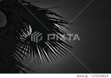 アフリカ　ビクトリアフォールズの満月と椰子の木 125259824