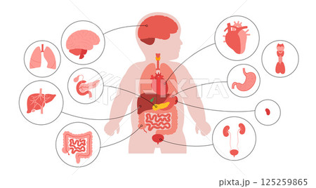 Internal organs of the child Internal organs of the child 125259865