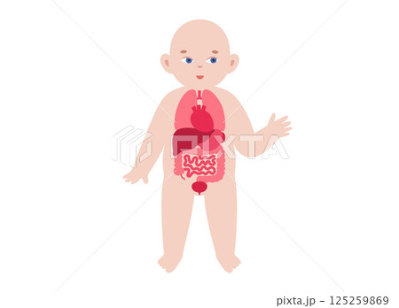 Internal organs of the child Internal organs of the child 125259869