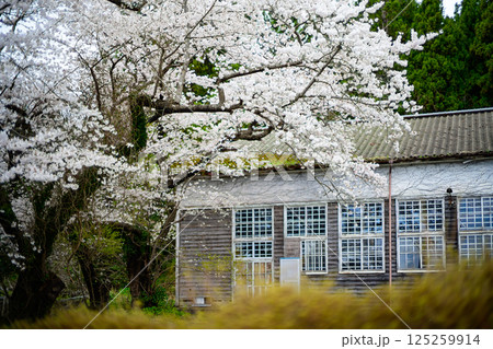 桜と廃校舎 桜と廃校舎 125259914