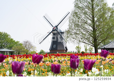 あけぼの山農業公園＜2025年4月千葉県柏市＞ 125259934