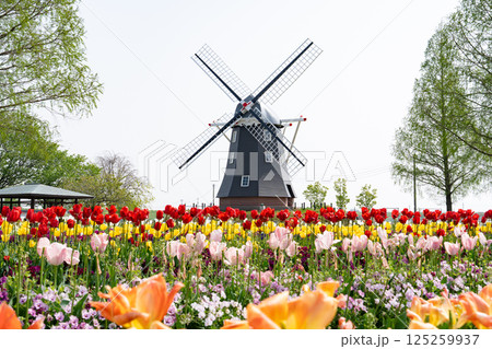 あけぼの山農業公園<2025年4月千葉県柏市> あけぼの山農業公園<2025年4月千葉県柏市> 125259937