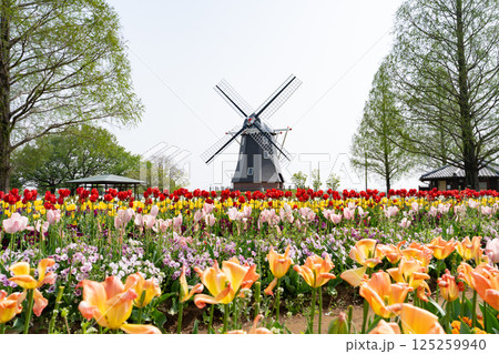 あけぼの山農業公園<2025年4月千葉県柏市> あけぼの山農業公園<2025年4月千葉県柏市> 125259940