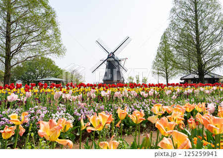 あけぼの山農業公園＜2025年4月千葉県柏市＞ 125259941