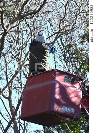 公園の樹木伐採手入れ作業・環境整備の背景素材 125259982