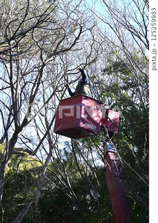 公園の樹木伐採手入れ作業・環境整備の背景素材 125259983