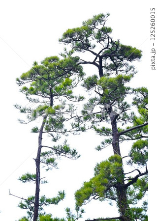 クロマツ・黒松・日本固有の伝統的常緑針葉樹 クロマツ・黒松・日本固有の伝統的常緑針葉樹 125260015