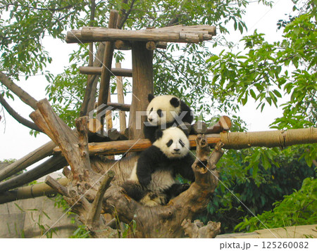 木の上で遊ぶ子パンダ 木の上で遊ぶ子パンダ 125260082