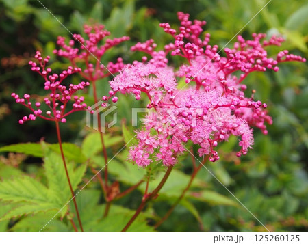 苗場山のシモツケソウ 125260125