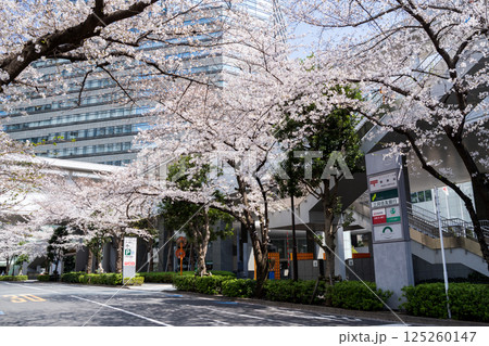 【ゲートシティ大崎】オフィス街に咲く桜と並木道 【ゲートシティ大崎】オフィス街に咲く桜と並木道 125260147