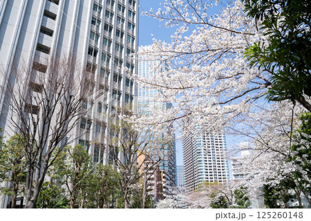 【ゲートシティ大崎】オフィス街に咲く桜と並木道 【ゲートシティ大崎】オフィス街に咲く桜と並木道 125260148