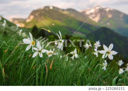 White daffodil narcissus flowers on Golica mountain in Karavanke range, Slovenia, at spring 125260151