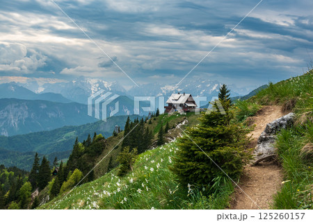 Mountain landscape with daffodil narcissus flowers and shelter house on Golica, Slovenia, at spring 125260157