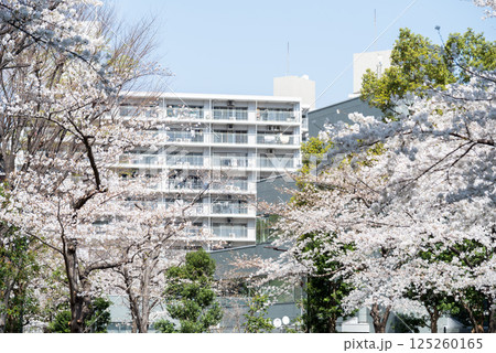 【ゲートシティ大崎】オフィス街に咲く桜と並木道 【ゲートシティ大崎】オフィス街に咲く桜と並木道 125260165