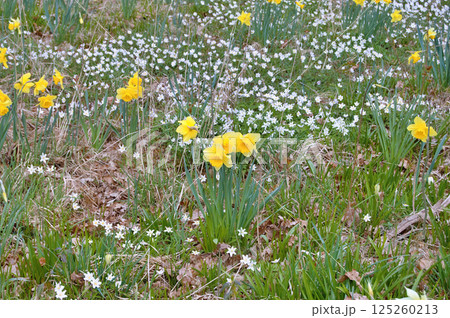 Travel to Scandinavia during summer on holiday,Herning in Denmark 125260213