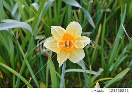 Travel to Scandinavia during summer on holiday,Herning in Denmark 125260231