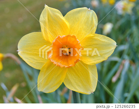 Travel to Scandinavia during summer on holiday,Herning in Denmark Travel to Scandinavia during summer on holiday,Herning in Denmark 125260235