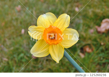 Travel to Scandinavia during summer on holiday,Herning in Denmark 125260236