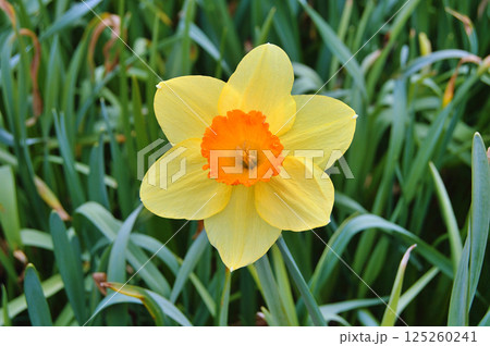 Travel to Scandinavia during summer on holiday,Herning in Denmark 125260241