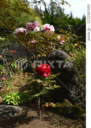 牡丹の花・季節の花の背景素材 牡丹の花・季節の花の背景素材 125260360