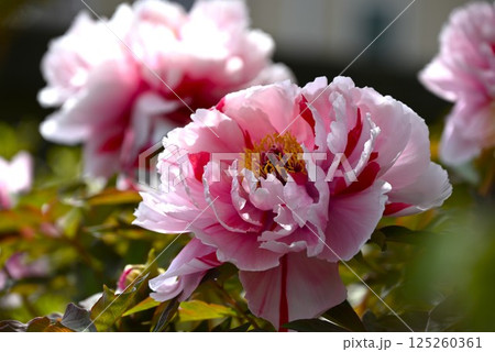 牡丹の花・季節の花の背景素材 牡丹の花・季節の花の背景素材 125260361