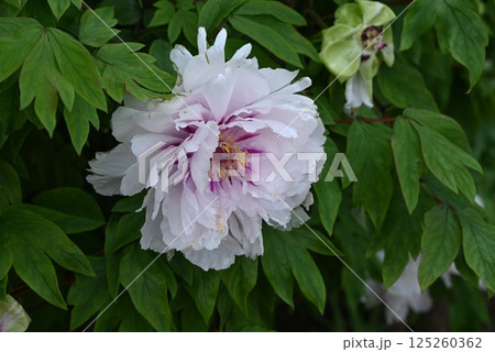 牡丹の花・季節の花の背景素材 125260362