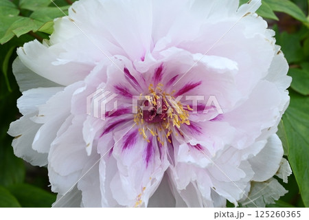 牡丹の花・季節の花の背景素材 牡丹の花・季節の花の背景素材 125260365