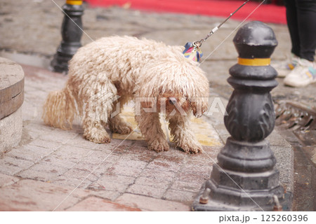 Fluffy dog on leash exploring city street on a lively day 125260396