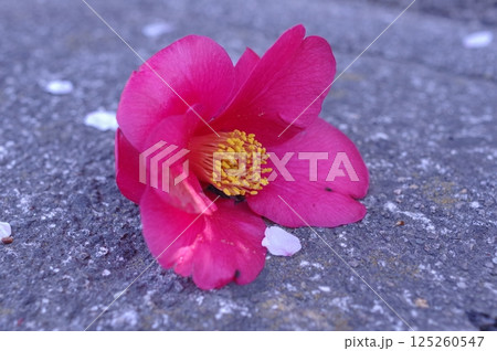 地面に落ちた椿の花 地面に落ちた椿の花 125260547