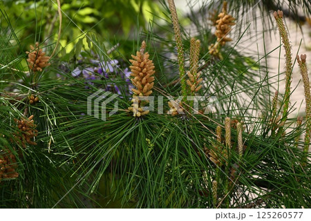 クロマツの雄花と雌花・雌花は秋に松ぽっくりになり雄花は花粉を飛散。 125260577