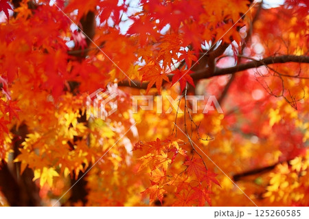 色づくカエデの葉 125260585