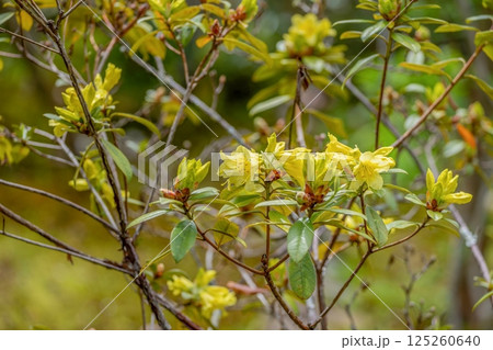 ひっそりと咲く満開の黄色い西洋シャクナゲ 125260640